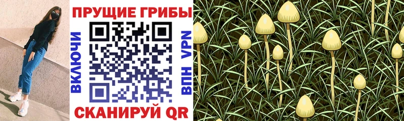 Галлюциногенные грибы ЛСД Славгород